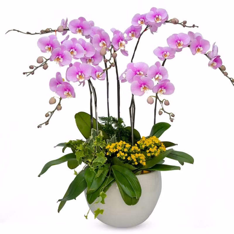 Nhiều loại hoa lan như lan hồ điệp, lan dendro thường được mua về chơi Tết. Sau khi hoa tàn, người chơi có thể giữ lại cây và trồng trong vườn hoặc treo ở nơi thoáng mát. Ảnh: Dalat Hasfarm