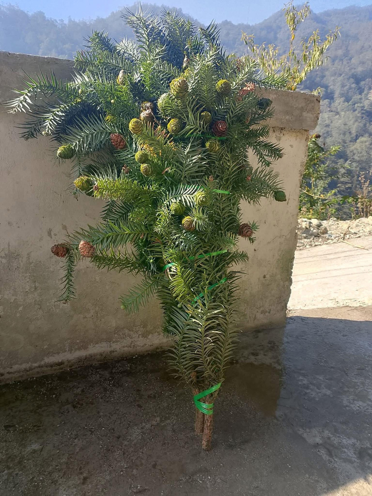 Không chỉ các cửa hàng truyền thống, cành thông tươi cũng được rao bán nhiều trên chợ mạng. Ảnh: Facebook