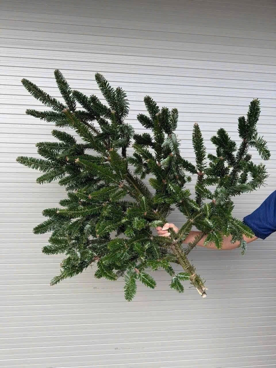Cành thông tươi nhập khẩu từ châu Âu giá dao động từ 170.000 - 400.000 đồng/cành. Ảnh: Facebook
