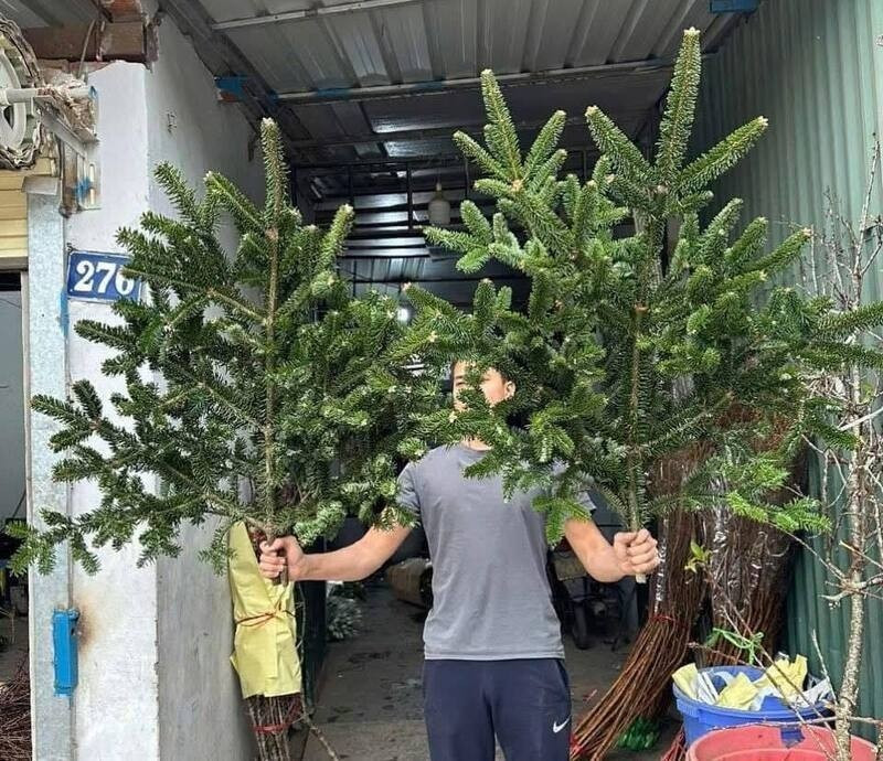 Cây thông nhập khẩu cao 1,25 - 2m có giá từ 5 - 7,5 triệu đồng/cây; đặc biệt, những cây cao 2 - 3m giá lên tới 8,5 - 13,5 triệu đồng/cây. Ảnh: Công thương