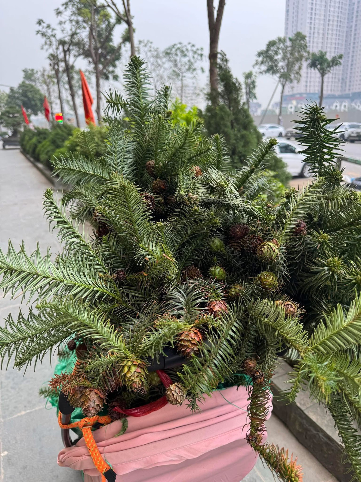 Năm nay, từ đầu tháng 12, tại các chợ hoa, cửa hàng cây cảnh và cửa hàng chuyên đồ trang trí Giáng sinh ở Hà Nội, cành thông tươi nhập khẩu trở thành mặt hàng được nhiều người tiêu dùng săn đón. Ảnh: Facebook