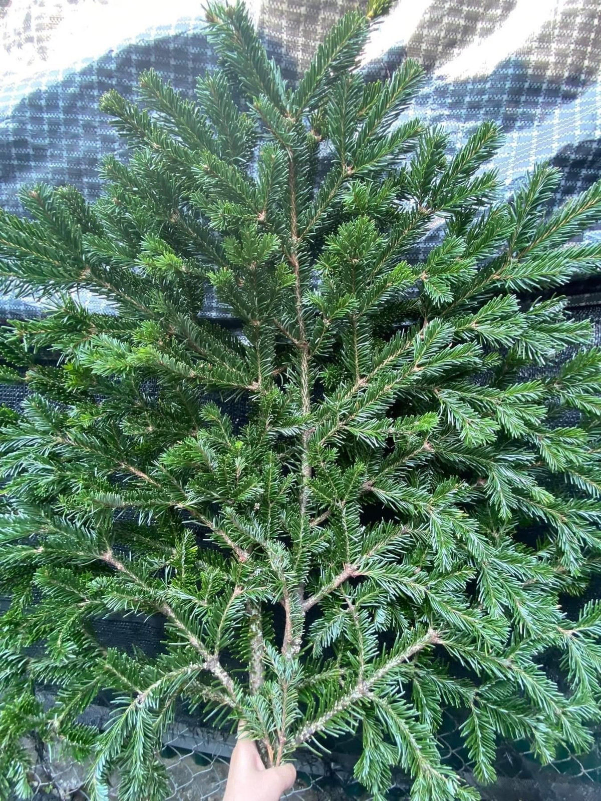 Ngoài cây thông tươi, cành thông tươi cũng được bày bán rầm rộ. Tại nhiều điểm bán lẻ ở Hà Nội, cành thông tươi nhập khẩu từ Trung Quốc giá dao động khoảng 80.000 - 120.000 đồng/cành. Ảnh: Suckhoedoisong