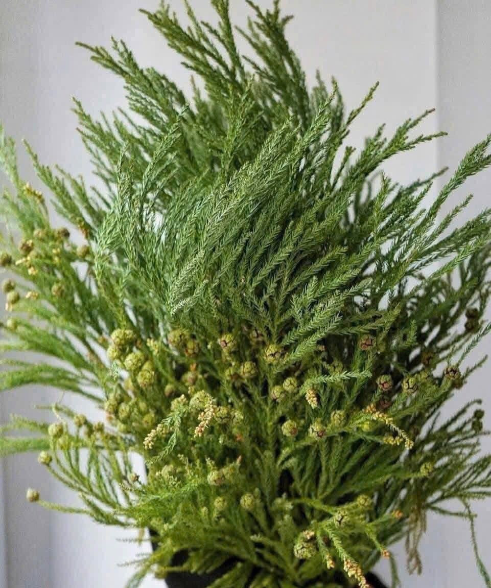 Theo một chủ cửa hàng hoa tươi tại phường Nghĩa Đô (Hà Nội), thông thật nguyên cây và cành thông cắt lẻ xuất xứ từ nhiều nơi như Trung Quốc, châu Âu, hay các dòng cao cấp nhập khẩu từ xứ lạnh. Ảnh: Facebook