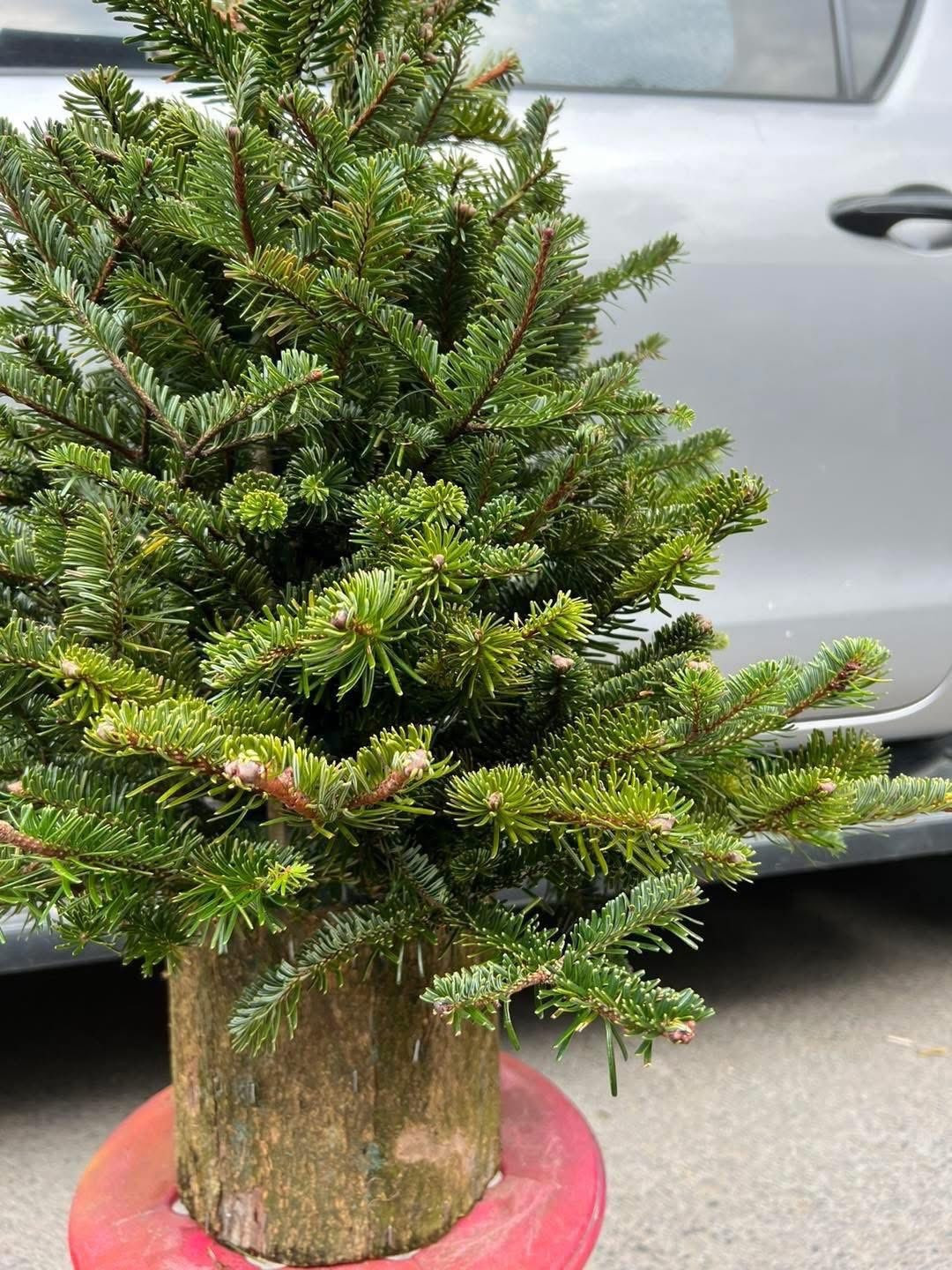 Một số tiểu thương cho biết, cành thông tươi hút khách hơn vì mức giá phải chăng, phù hợp với hộ gia đình nhỏ, người muốn tiết kiệm chi phí. Ảnh: Facebook