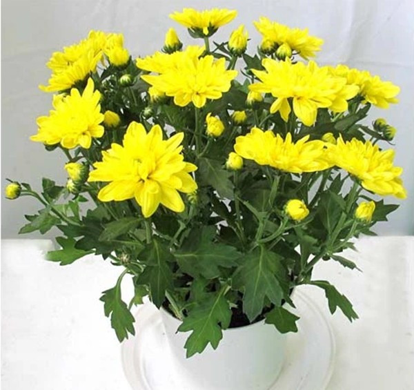 Một bình cúc cắm gọn gàng trên bàn thờ hoặc bàn tiếp khách vừa trang nhã vừa mang thông điệp cầu chúc năm mới an khang. Ảnh: Tuấn Nguyên Corp