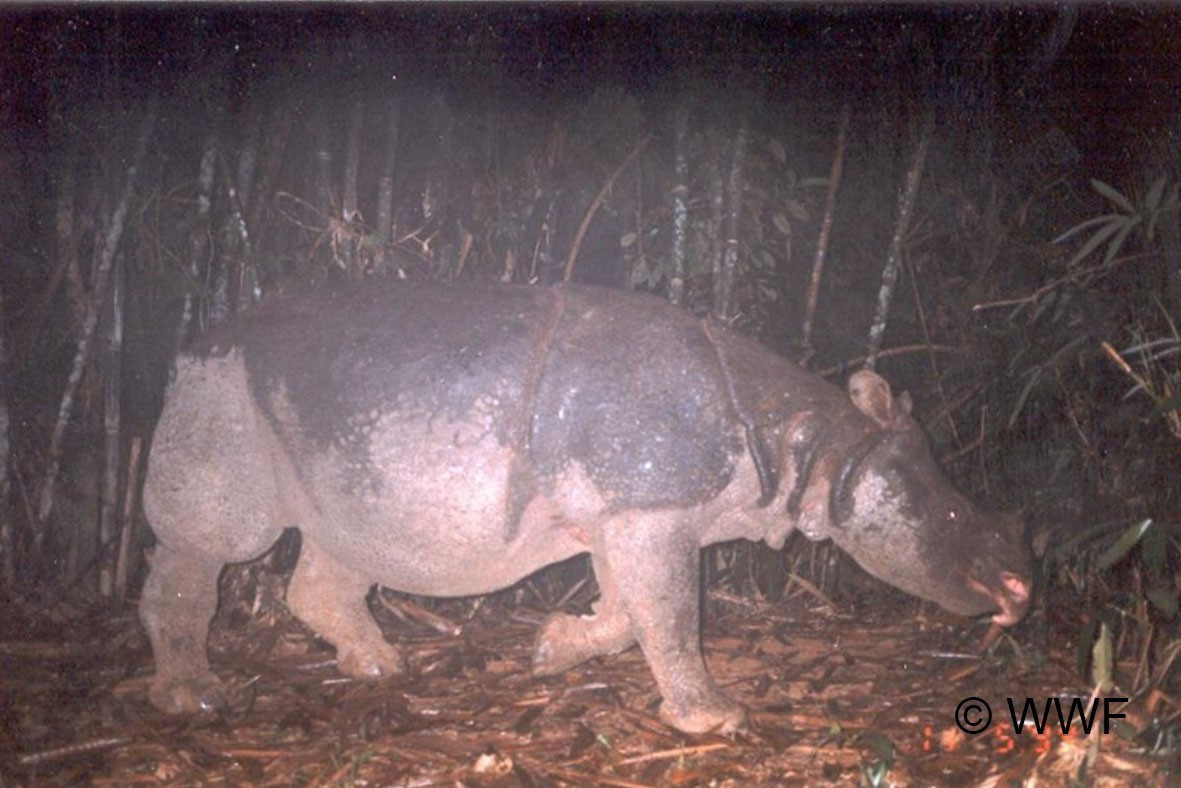 Loài Tê giác Java đã bị tuyệt chủng ở Việt Nam.