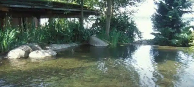 Bill Gates còn cho đào ao, thả cá trong khuôn viên biệt thự. Ảnh: Famous Entertainment trên YouTube