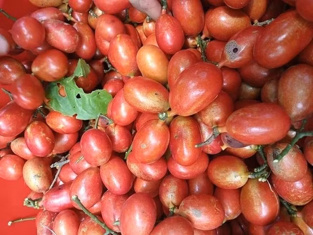 Quả máu chín rộ vào cuối tháng 6, đầu tháng 7. Khi còn non, chùm quả máu trông như nho xanh, khi quả chín chuyển từ hồng nhạt sang đỏ tươi rồi tím đen. Ảnh: Người đưa tin