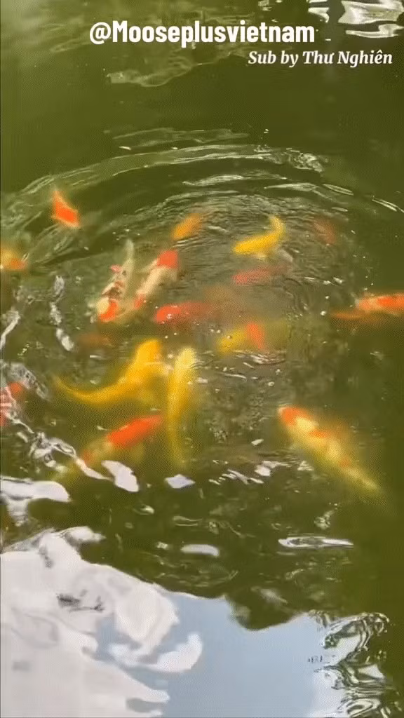 Đặc biệt, ngôi nhà còn có hồ cá Koi ở chính giữa do chính tay Đào Hỷ Nhi lựa chọn và chăm sóc. Ảnh: Sohu