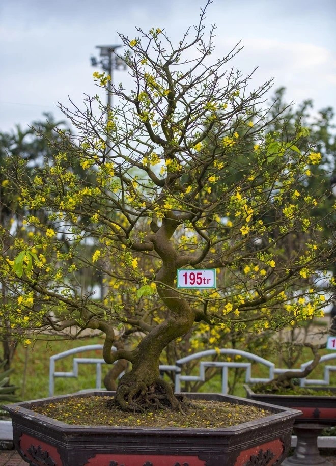 Một số cây mang ý nghĩa sung túc như cây lộc vừng, cây mai, cây đào, cây kim tiền, cây cau cảnh...Ảnh: Znews ﻿Thông tin trong bài chỉ mang tính chất tham khảo!