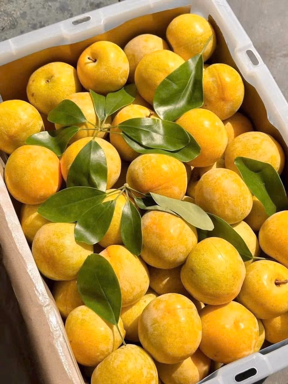 Mận cau Trung Quốc quả to, loại VIP trọng lượng lên tới 90 -100 gram/quả. Mận chín vỏ màu vàng óng, thịt quả vàng đậm, mềm và ngọt, được nhiều người ưa chuộng. Ảnh: Facebook