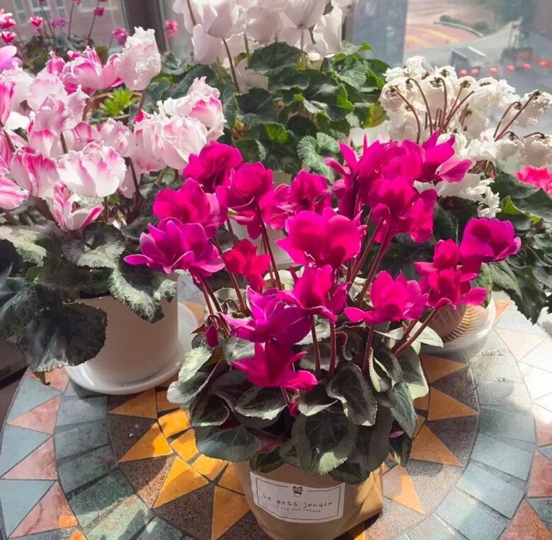 Hoa anh thảo là loài hoa đặc trưng của mùa đông – đầu xuân, nổi bật với khả năng chịu lạnh rất tốt. Ảnh: Internet