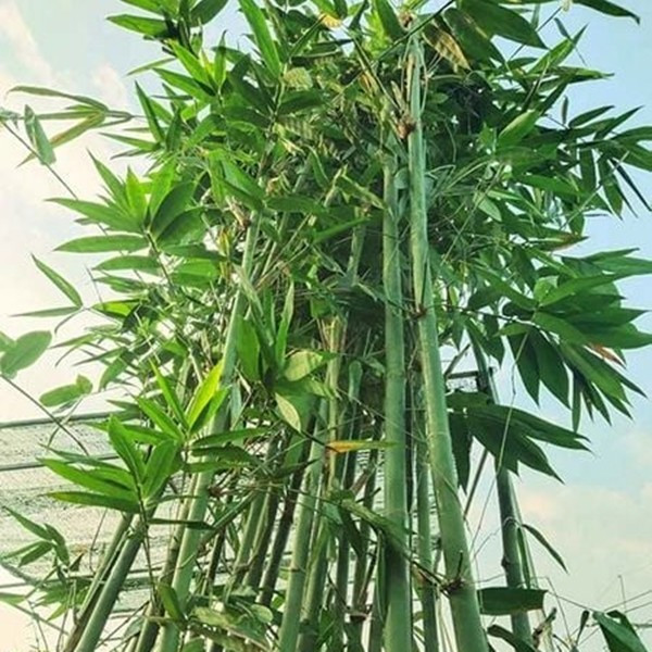 Tre tượng trưng cho sự phú quý và sung túc. Trong khi đó, trúc đồng âm với từ chúc mang ý nghĩa là lời chúc tốt đẹp. Ảnh: Cayxanhdothi