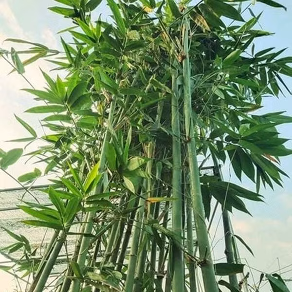 Tre tượng trưng cho sự phú quý và sung túc. Trong khi đó, trúc đồng âm với từ chúc mang ý nghĩa là lời chúc tốt đẹp. Ảnh: Cayxanhdothi