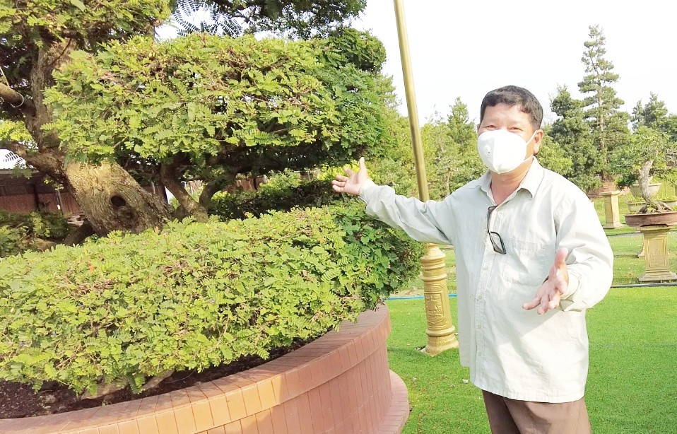 Cặp me kiểng cổ thụ thu hút rất nhiều người đam mê cây cảnh đến tham quan và chụp ảnh cùng. Ảnh: Dân Việt