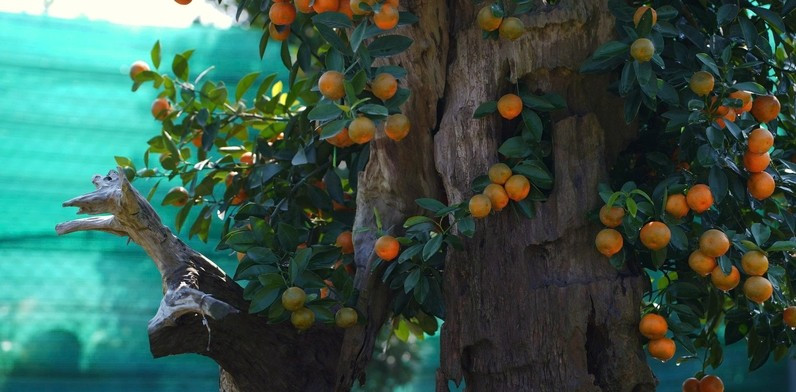 Dòng quất gỗ lũa độc đáo giá lên tới hàng chục triệu đồng. Ảnh: Báo Công thương