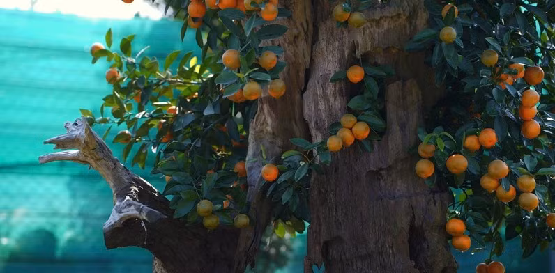 Dòng quất gỗ lũa độc đáo giá lên tới hàng chục triệu đồng. Ảnh: Báo Công thương