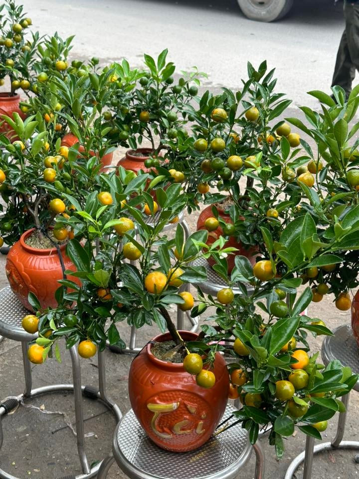 Quất mini phù hợp đặt ban Thần Tài, ban thờ, bàn trà phòng khách. Ảnh: Facebook