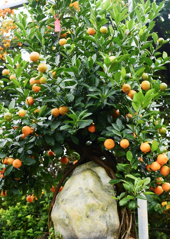 Cây quất tạo thế ôm đá. Ảnh: Suckhoedoisong