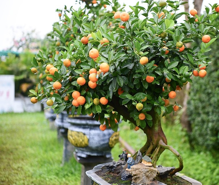 Trong khi đó, quất mộc căn nổi bật với phần rễ lộ thiên được uốn nắn để trở thành điểm nhấn. Ảnh: Suckhoedoisong