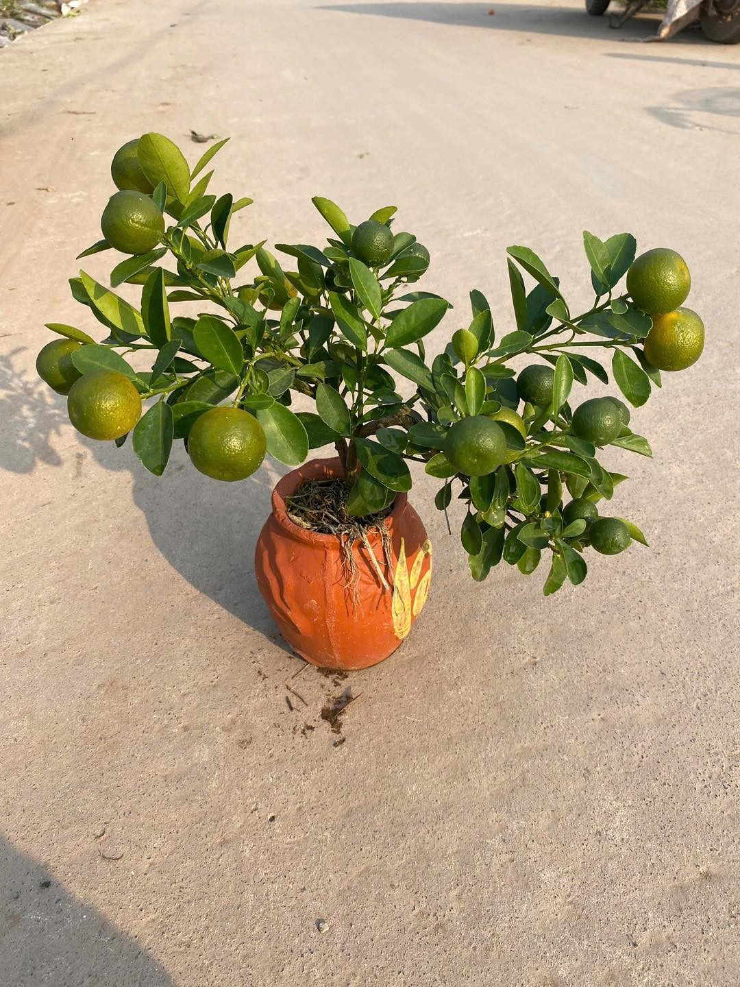 Ngoài ra, những chậu quất mini giá từ hơn 100.000 đồng cũng là sản phẩm hút khách. Ảnh: Facebook