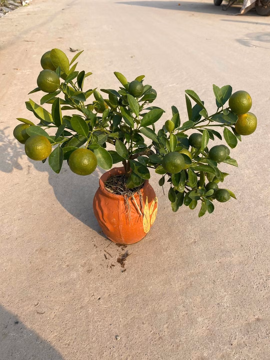 Ngoài ra, những chậu quất mini giá từ hơn 100.000 đồng cũng là sản phẩm hút khách. Ảnh: Facebook