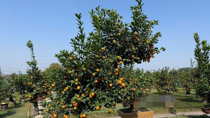 Nổi bật nhất trên thị trường là cây quất dáng ngựa “Đỉnh sơn phong mã kết trái khai hoa”, giá hơn 30 triệu đồng. Ảnh: Dân Việt