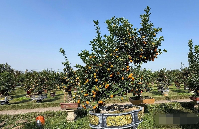 Để hoàn thiện một cây quất dáng ngựa đạt chuẩn, nhà vườn phải đầu tư nhiều công sức và thời gian. Không phải cây nào cũng có thể tạo dáng. Ảnh: Dân Việt