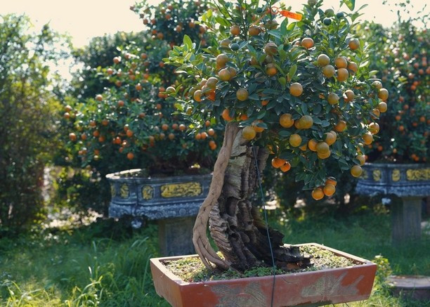 Quất gỗ lũa là sự kết hợp độc đáo giữa cây quất cảnh và phần gốc, thân gỗ lũa được tạo hình công phu. Ảnh: Báo Công thương