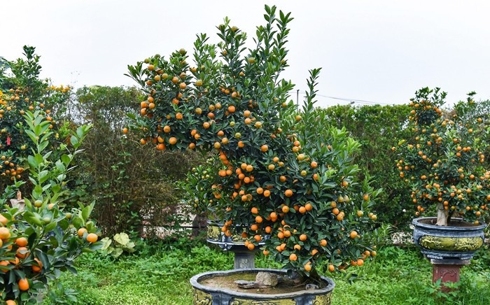 Quất dáng ngựa đòi hỏi kỹ thuật tạo thế công phu. Toàn bộ thân, cành, tán đều được uốn nắn để tái hiện hình ảnh con ngựa. Ảnh: Vietnamnet