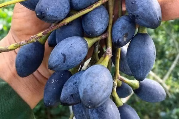 Nhiều khách hàng đặt mua từ trước, nhất là loại trám muối chín tới, dùng để kho cá, nấu canh hoặc làm món trám nhồi thịt. Ảnh: Vietnamnet