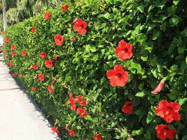 Dâm bụt là loài cây quen thuộc, thường trồng làm hàng rào tại nhiều vùng quê ở Việt Nam. Ảnh: Internet