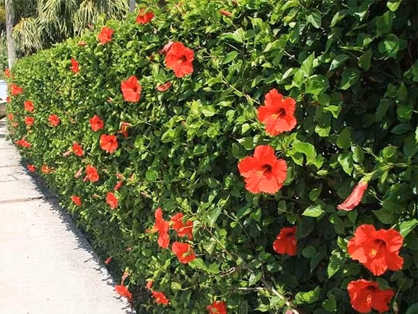 Dâm bụt là loài cây quen thuộc, thường trồng làm hàng rào tại nhiều vùng quê ở Việt Nam. Ảnh: Internet