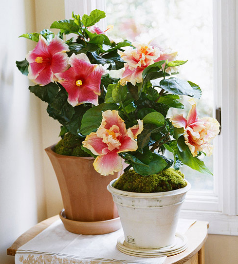 Trên thị trường, giá bonsai dâm bụt từ vài trăm nghìn hoặc hơn triệu đồng cho cây trưởng thành, có dáng đẹp, nhiều nụ và màu hiếm. Ảnh: Internet