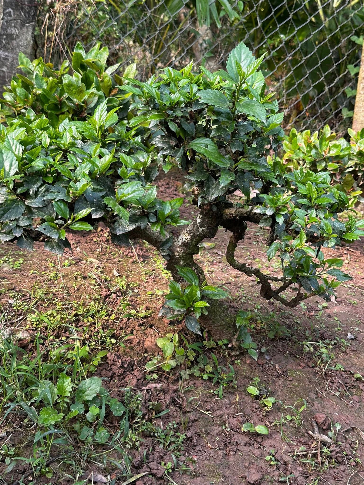 Dâm bụt thuộc loại cây thân gỗ nhỏ, chiều cao có thể đạt tới khoảng 5m, vỏ màu nâu xám, nhiều cành nhánh. Ảnh: Facebook