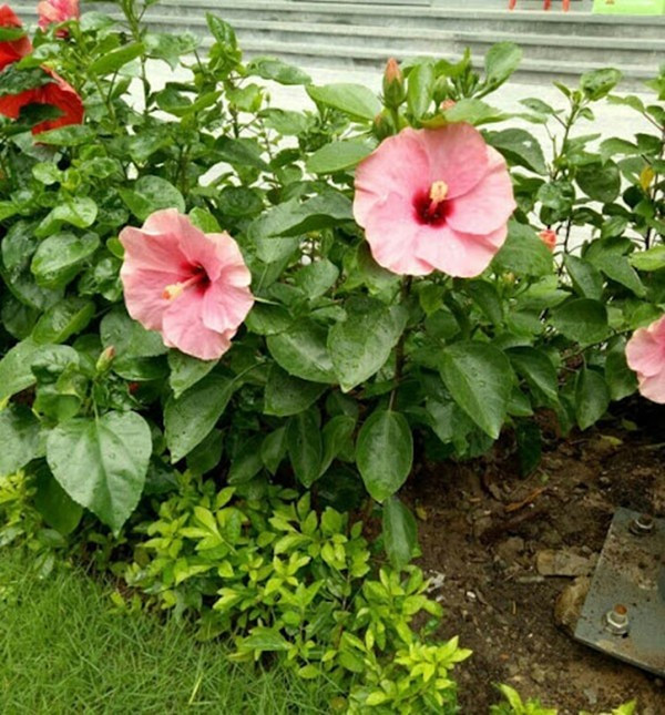 Tùy thuộc vào kích thước, tuổi cây, chất lượng, dâm bụt bonsai có mức giá khác nhau. Ảnh: Internet