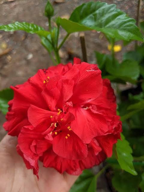 Lá mọc so le, có cuống dài, hình bầu dục, đầu nhọn, mép lá có răng cưa to, mặt lá xanh sẫm và bóng. Ảnh: Facebook