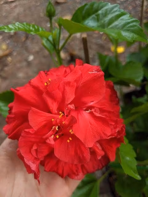 Lá mọc so le, có cuống dài, hình bầu dục, đầu nhọn, mép lá có răng cưa to, mặt lá xanh sẫm và bóng. Ảnh: Facebook