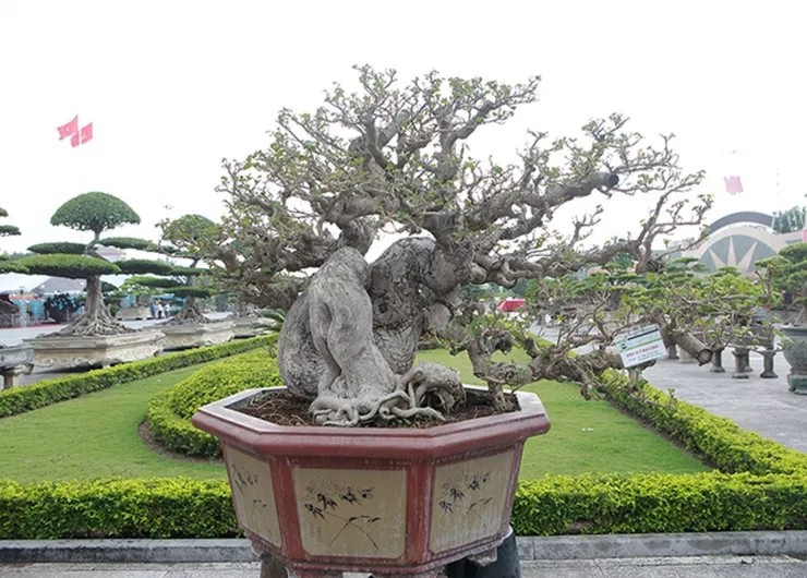 Đáng chú ý, xuất hiện tại triển lãm cây cảnh ở Thanh Hóa năm 2019, tác phẩm bonsai dâm bụt thân to, xù xì được định giá 300 triệu đồng nhờ sự độc lạ, hiếm có. Ảnh: Internet