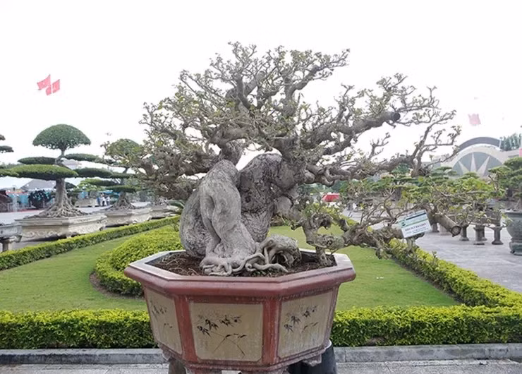 Đáng chú ý, xuất hiện tại triển lãm cây cảnh ở Thanh Hóa năm 2019, tác phẩm bonsai dâm bụt thân to, xù xì được định giá 300 triệu đồng nhờ sự độc lạ, hiếm có. Ảnh: Internet