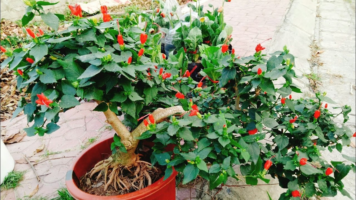 Nhờ sự chăm sóc tỉ mỉ, dâm bụt bonsai khoác lên mình diện mạo mới lạ, trở thành lựa chọn của nhiều người yêu cây cảnh. Ảnh: Youtube