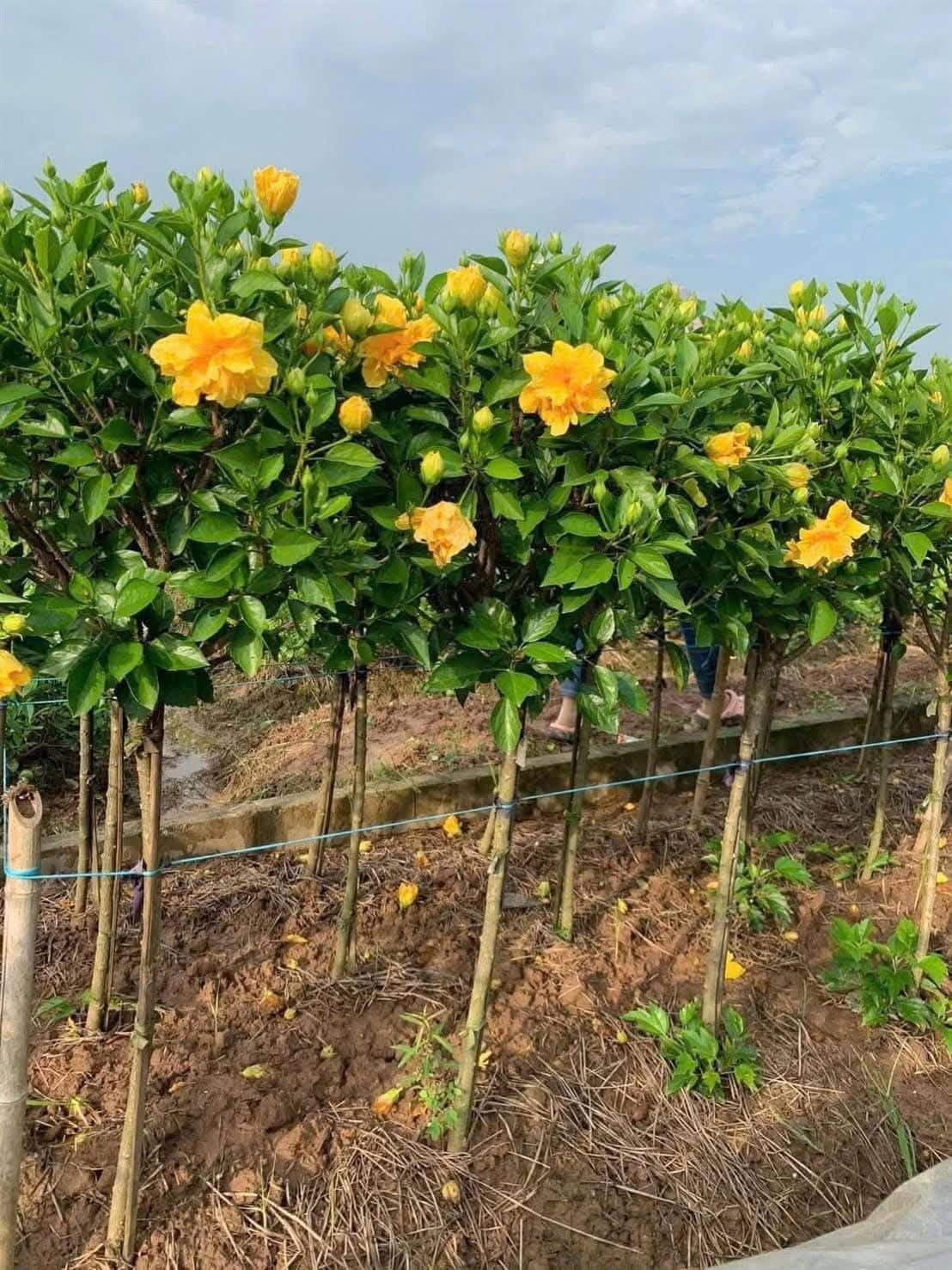 Lá mọc so le, có cuống dài, hình bầu dục, đầu nhọn, mép lá có răng cưa to, mặt lá xanh sẫm và bóng. Ảnh: Facebook