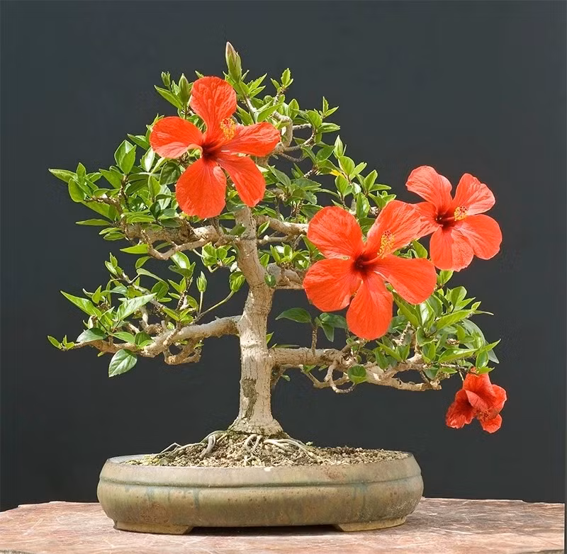 Nhưng mấy năm gần đây, cây dâm bụt được các nghệ nhân đưa lên chậu với dáng thế gọn gàng thành bonsai đẹp mắt. Ảnh: Yeubonsai