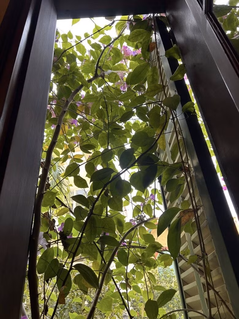 Hoa lan tỏi với sắc tím dịu dàng và hương thơm nồng đặc trưng, thường nở rộ vào dịp cuối thu, đầu đông. Ảnh: FBNV