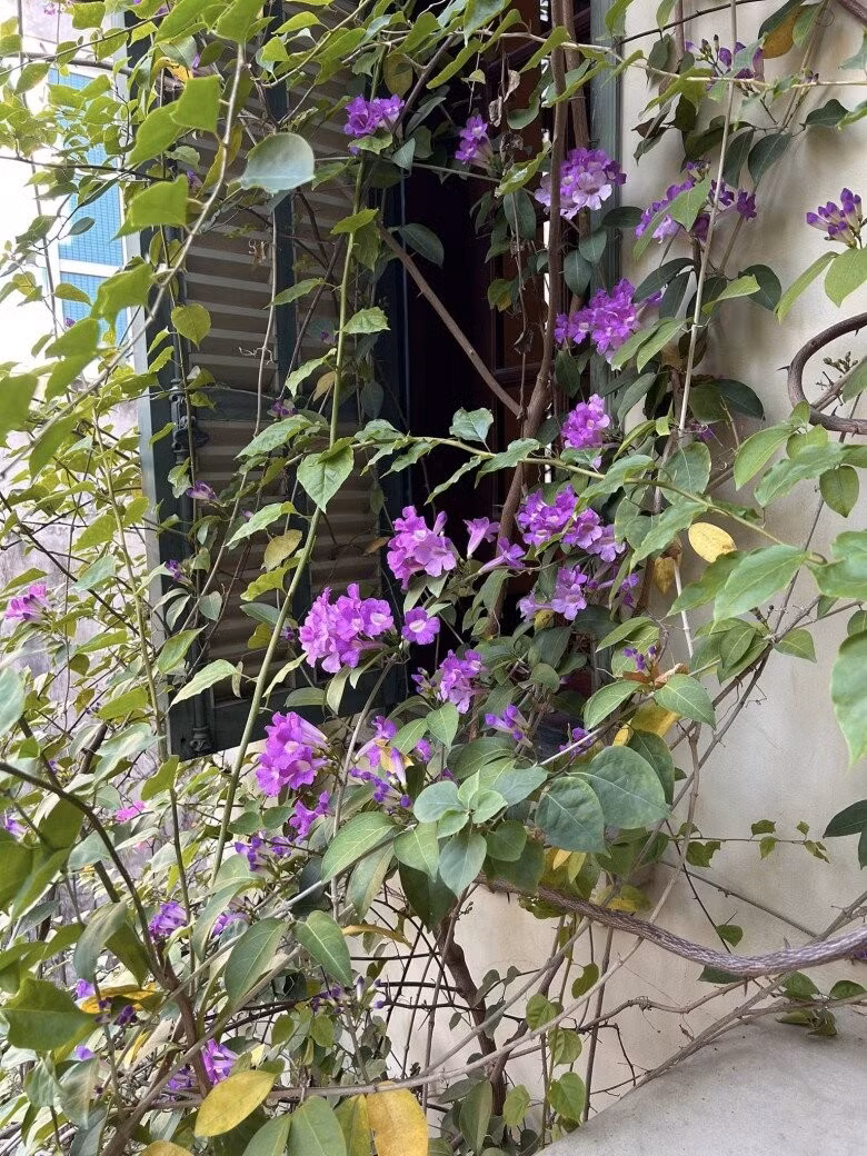 Nhìn từ khung cửa sổ, giàn hoa lan tỏi như bức rèm thiên nhiên, làm dịu nắng hanh của mùa đông. Ảnh: FBNV