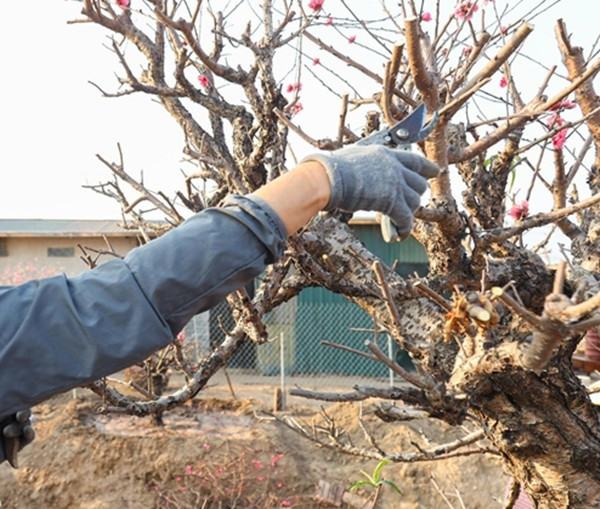 Gia đình bà Lại Minh Tâm, có 20 năm gắn bó nghề trồng đào cho biết, sau Tết là thời điểm nhà vườn rất vất vả.