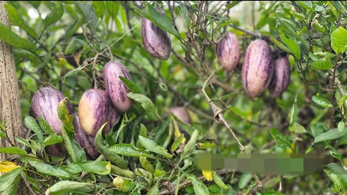 Hiện nay, dưa hấu Nam Mỹ đã được trồng thành công tại một số vườn ở Mộc Châu và Đà Lạt. Ảnh: Dân Việt