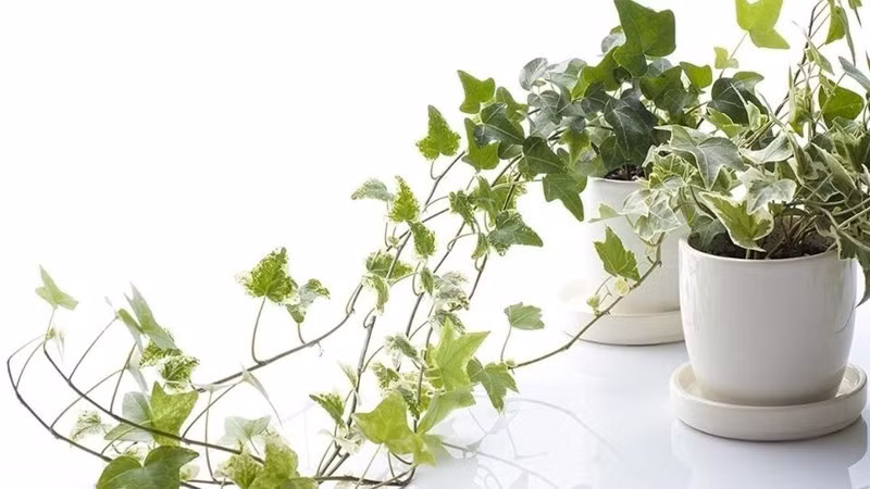 Cây thường xuân thích hợp đặt ở nhà vệ sinh, có tác dụng hấp thụ mùi hôi và cải thiện chất lượng không khí. Ảnh: Internet