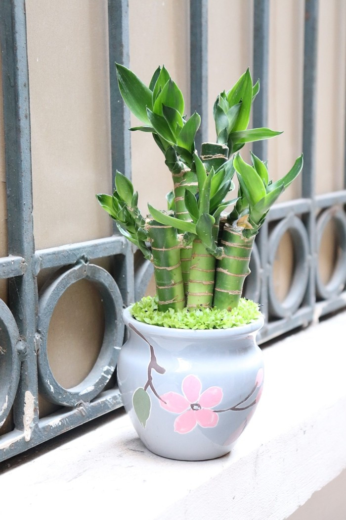 Trúc phú quý có dáng thẳng, thân xanh mướt, sinh trưởng bền bỉ, tượng trưng cho sự phát triển ổn định và con đường công danh suôn sẻ. Ảnh: Totoro Garden