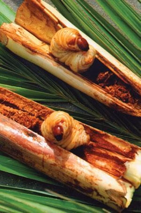 Đây là ấu trùng của các loài bọ như kiến dương, bọ rầy, sống trong phần củ hũ non của cây chà là tự nhiên. Ảnh: DacsanCaMau